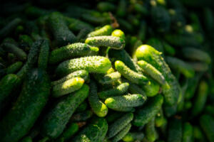 cornichons-1